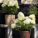 Hortenzia metlinatá (Hydrangea paniculata) ´LIVING LITTLE PASSION´® by LIVING CREATIONS® výška 20-30 cm, kont. C1,5L